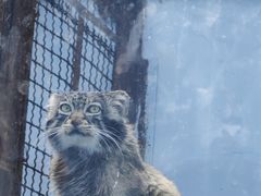 -青藏高原野生动物园