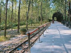 -合肥滨湖国家森林公园