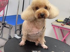 -欣怡宠物店