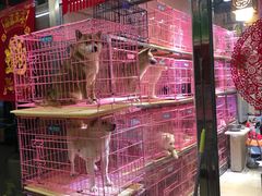 -宝鸡东道花鸟鱼虫市场(吉利花园商场店)