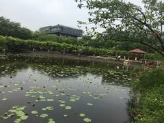 -嘉定紫藤园