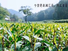 -龙坞茶村