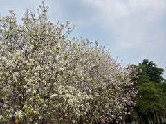 -海珠湖公园