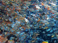 -成都浩海立方海洋公园