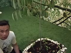 -都念榴莲·城市榴莲