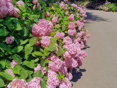 -上海滨江森林公园