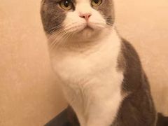 -东方名猫馆·英短金渐层布偶猫舍(环线广场1号楼店)