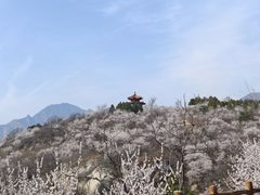 -白水寺森林公园