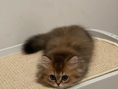 -momokira米努特·德文卷毛猫·棉花面纱犬