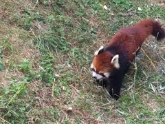 -青岛森林野生动物世界