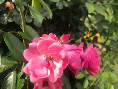 -紫颐香薰山谷景区