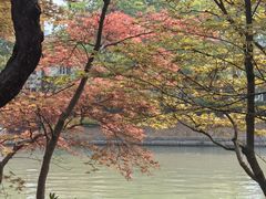 -嘉定紫藤园