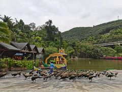 -西双版纳原始森林公园