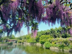 -秋霞圃