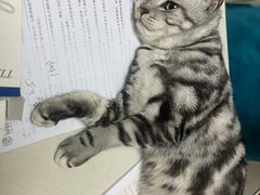 -宠颐生汉谟拉比宠物医院