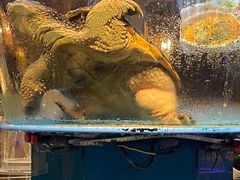 -魏铭鱼头捞饭(晋阳路店)