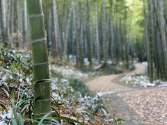 -镇江市南山风景名胜区竹林景区