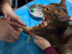 -伟伟宠物医院·CT影像中心·瑞派犬猫综合性门诊(汉口总院)