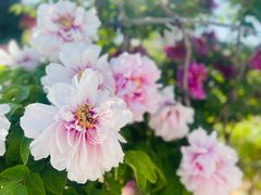 -曹州百花园