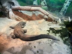 -上海大自然野生昆虫馆(东方明珠·爬宠昆虫探索中心)