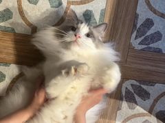 -猫猫幼稚园·撸猫·桌游·电玩