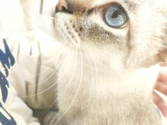 -共舞时光猫咖·狗咖(新街口店)