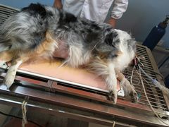 -瑞派福兴宠物医院犬猫全科·骨科·中西医结合(河东店)