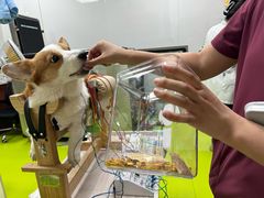 -美联众合动物医院·24h转诊中心