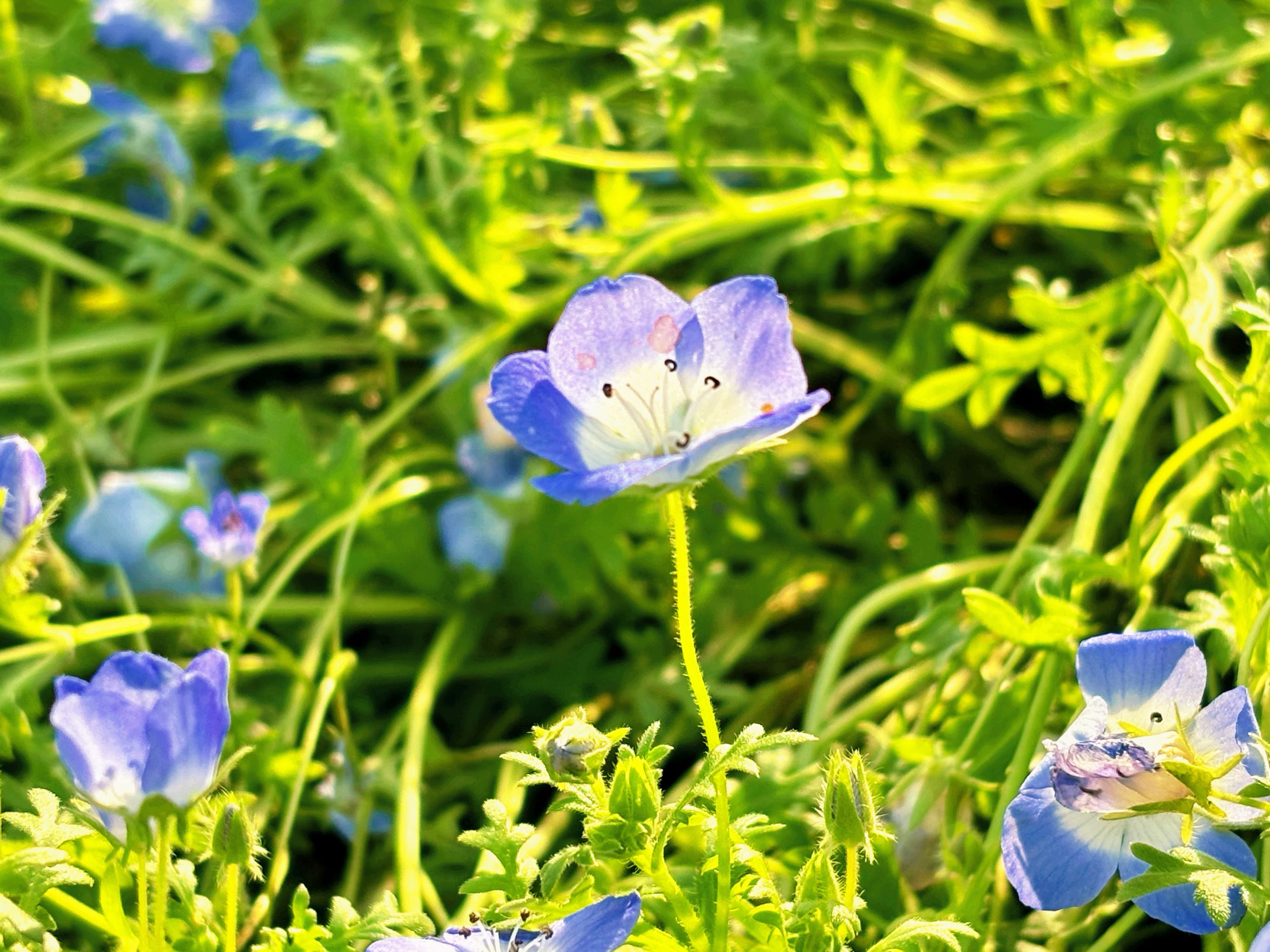 喜林草花海