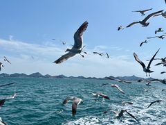 -海驴岛(荣成市)