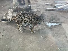 -新疆天山野生动物园