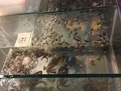 -三亚海韵度假酒店·渔人码头海鲜火锅BBQ自助餐厅·落日吧