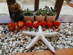 -饵块食光·云南有机手作饵块