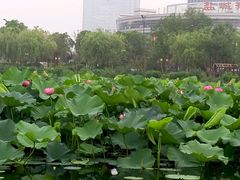 -聚龙湖公园
