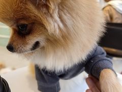 -怪兽屋·羊驼·猫咖·狗咖(俊华广场店)