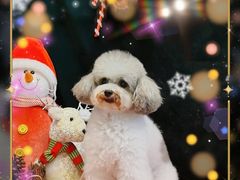 -喵汪宠物生活馆(涞坊路店)