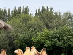 -北京野生动物园