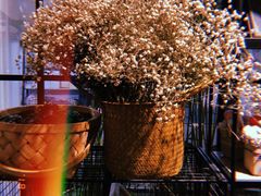 -植物学家的女儿(北马道巷店)