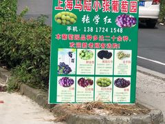 -马陆小张葡萄园农家乐