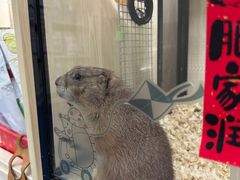 -佩兹宠物医院肿瘤专科·眼科·牙科(黄浦店)