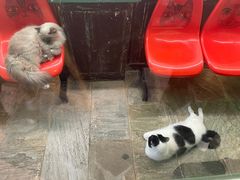 -猫街麻糍哥(思明南路店)