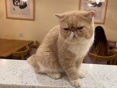 -滚猫咖啡·猫咖·猫友好撸猫(未来城店)