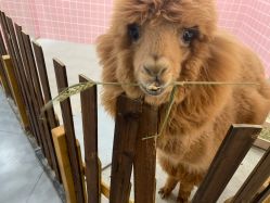 -Moni星球萌宠·小马宝莉·灵蛇·高端高阶全萌宠互动体验俱乐部(红豆国际广场店)