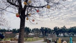 -DORA kids 朵拉儿童摄影花园店