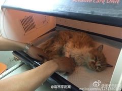 盛京一禾-盛京一禾