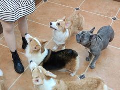 -柯斗斗主题餐厅·狗咖·围炉煮茶·茶饮(国瑞升平里店)