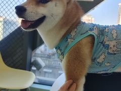 -怪兽屋·羊驼·猫咖·狗咖(俊华广场店)