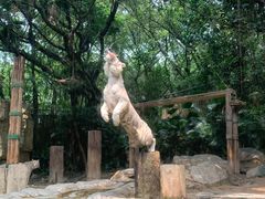 -广州长隆野生动物世界