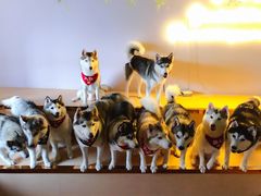 -Husky Go! 哈士奇体验馆·宠物咖啡厅狗咖