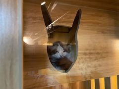 -白兔子密室(长寿路店)